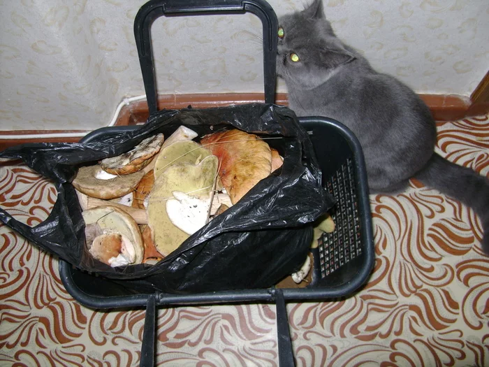 What the hell did you bring, master? - My, cat, Mushrooms, Longpost