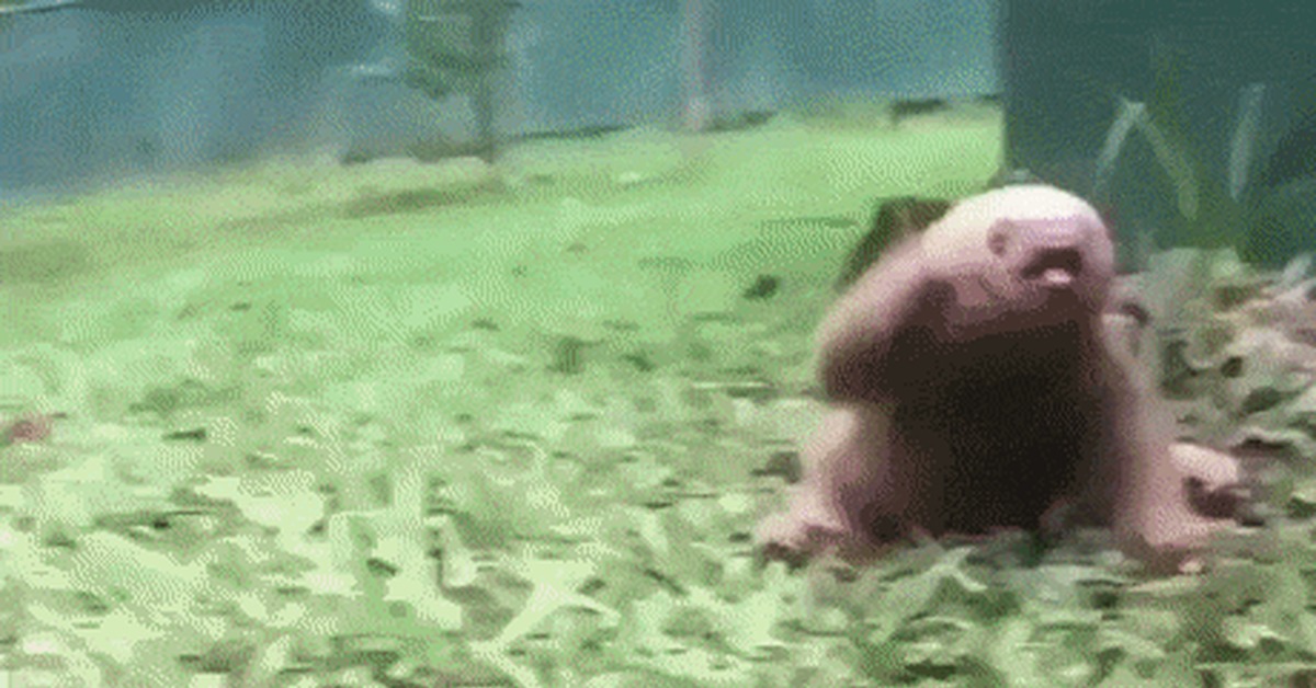 When you're not tired of life yet - Sloth, Young, Speed, Funny, GIF
