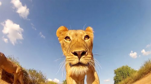 An inventive photographer attaches a camera to a remote control car and takes interesting photos of wild animals. - Wild animals, Photographer, Longpost