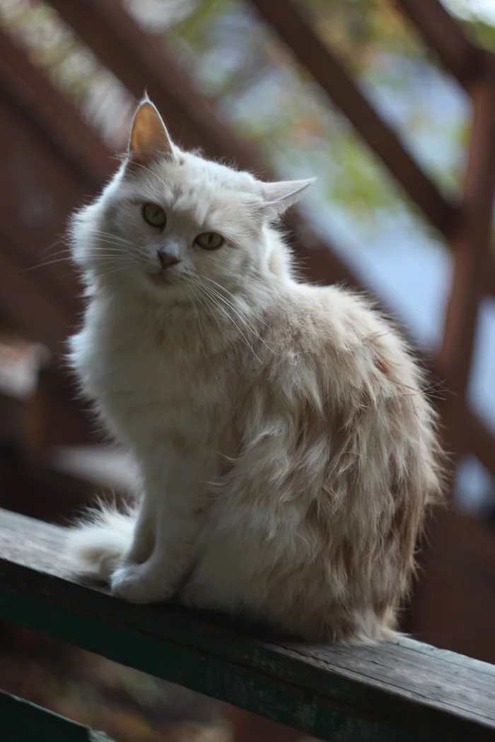 Kitsy - My, The photo, Canon 600D, Helios-44, cat, Samara, Canon, Longpost