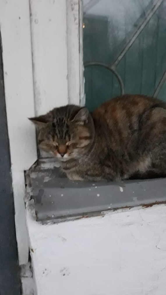 Residents of Kemerovo, give us shelter! - In good hands, cat, No rating, Shelter, Tricolor cat, Kemerovo