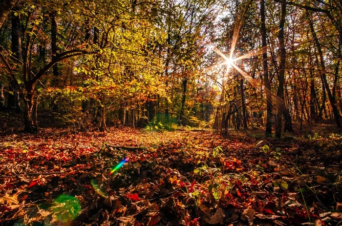 Autumn Crimea - My, Forest, Leaf fall, Autumn