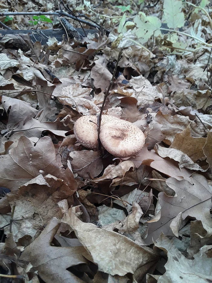 The name is honey mushrooms. - My, Mushrooms, Honey mushrooms, Autumn, Autumn leaves, Orenburg region, Longpost