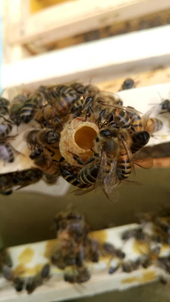 A little about the life of queens (Beekeeping) - My, Nature, Beekeeping, Apiary, Beekeeper, wildlife, Longpost, Queen Bee