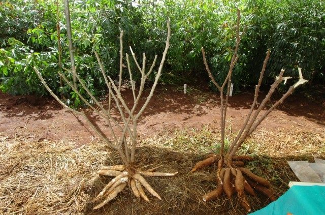 Cassava is the bread of Africa. - Cassava, Сельское хозяйство, Longpost