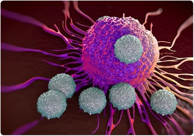 New cellular immunotherapy for malignant tumors - The medicine, Oncology, Immunotherapy, Cancer and oncology