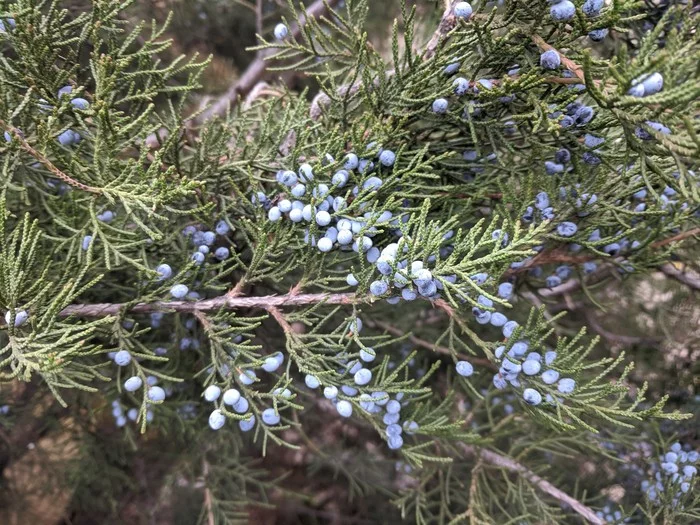 Tell me, what kind of plant is this? - Juniper, Thuja, Berries, Nature, Longpost