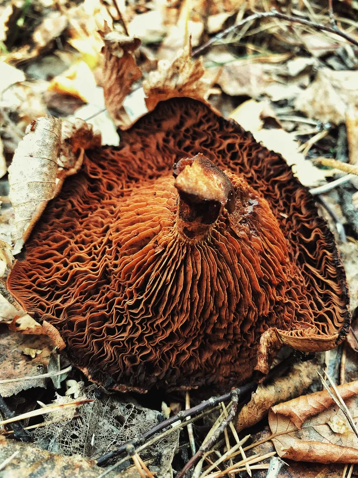 Another side of the moon - Mushrooms, The photo, Autumn, Forest