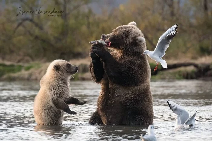 Налови сам да и ешь - Фотография, Животные, Медведи, Детеныш, Рыба, Птицы, Лиана Варавская