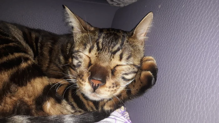 Leonchik is resting) - My, Pet, Bengal cat, cat, Pets