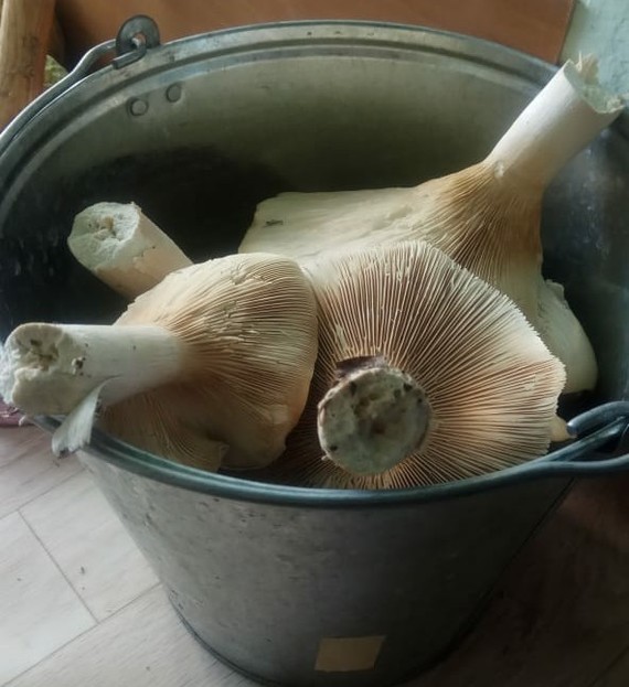 Help identify mushrooms - My, Mushrooms, Identification, Longpost