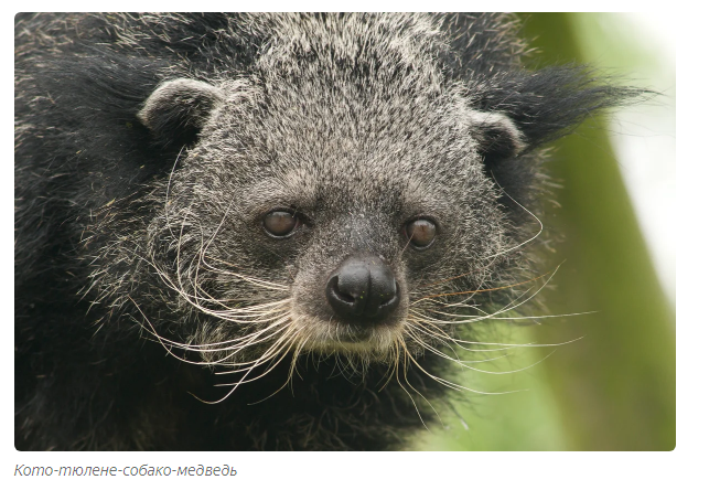 Gula: cat bear. - Animals, Moscow Zoo, Informative, Yandex Zen, Longpost, Binturong