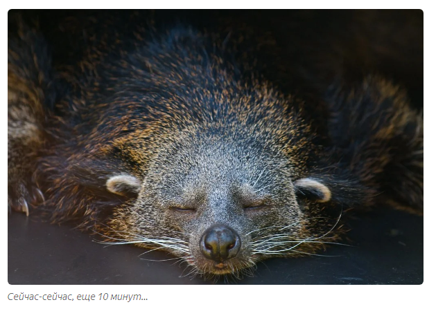 Gula: cat bear. - Animals, Moscow Zoo, Informative, Yandex Zen, Longpost, Binturong