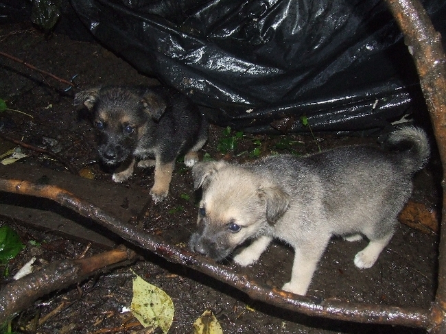 The situation with responsible treatment of animals in the Ivanovo region is called catastrophic - news, Russia, Animals, Law, Ivanovo, Ivanovo region, Homeless animals, Rating, Longpost