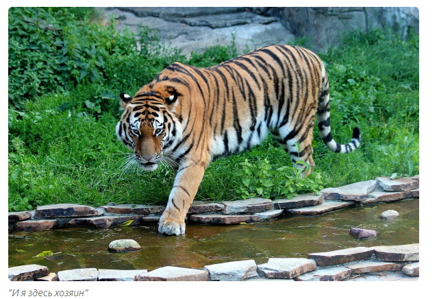 Amur tiger: divine hunter. - Animals, Amur tiger, Moscow Zoo, Informative, Yandex Zen, Video, Longpost, Tiger