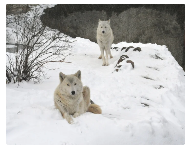 Поля: искалеченный тундровый волк. | Пикабу