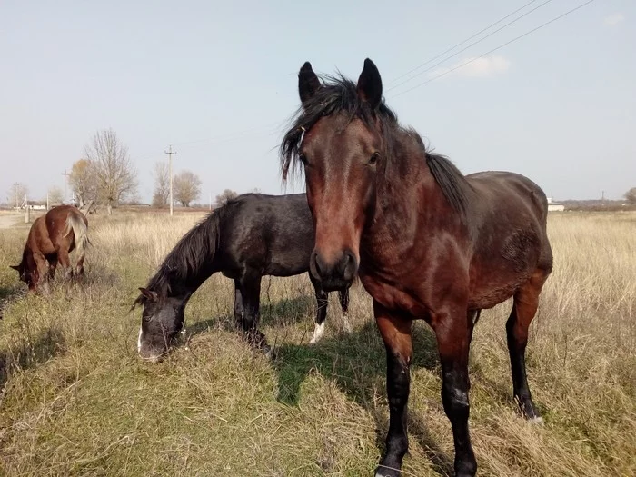 Blue-eyed foal. - My, Horses, Blue eyes, Longpost