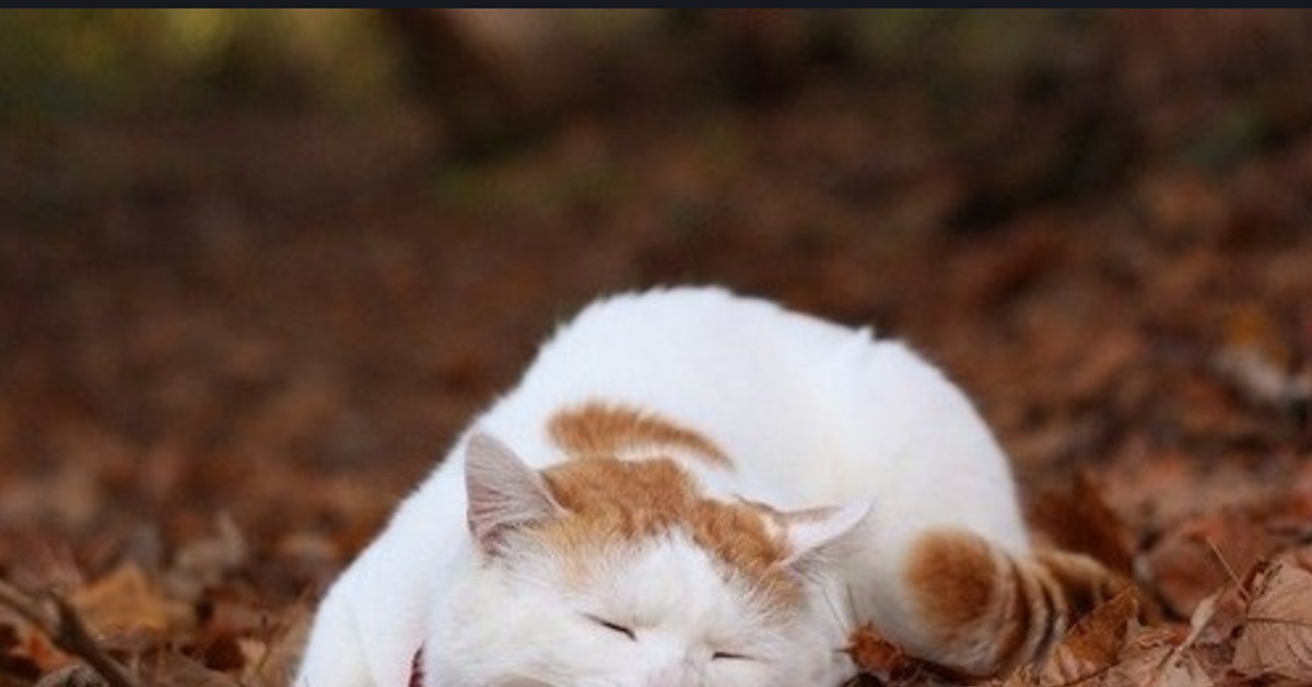трёхцветная кошка. осень животные. котик осень. сонная осень. засыпало листвой.