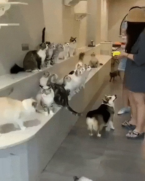 Куда без очереди? Кот, Котомафия, Собака, Животные, Кормление, Еда, Девушки, Гифка