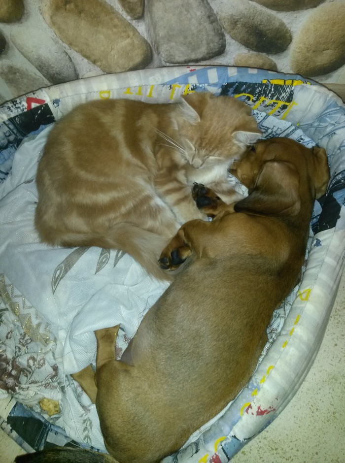 Спят уставшие зверушки