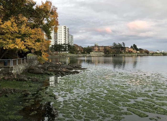 Just pictures of my city along the way - My, Town, Road, House, Ocean, Autumn, October, Canada, Longpost