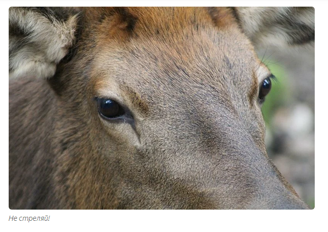 Deer Unicorn: A Vanishing Tale. - Animals, Deer, Moscow Zoo, Informative, Yandex Zen, Longpost