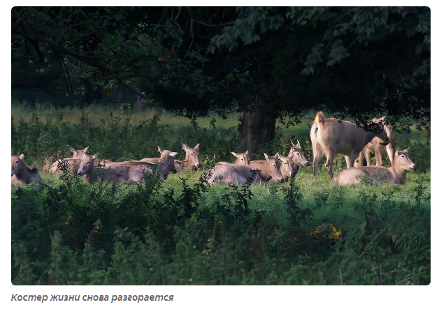 Deer Unicorn: A Vanishing Tale. - Animals, Deer, Moscow Zoo, Informative, Yandex Zen, Longpost