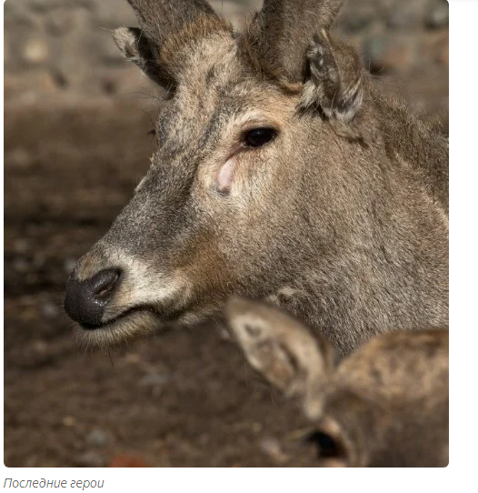 Deer Unicorn: A Vanishing Tale. - Animals, Deer, Moscow Zoo, Informative, Yandex Zen, Longpost