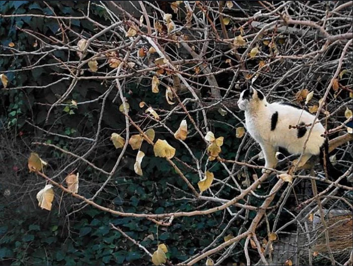 Strange squirrel... - cat, Catomafia