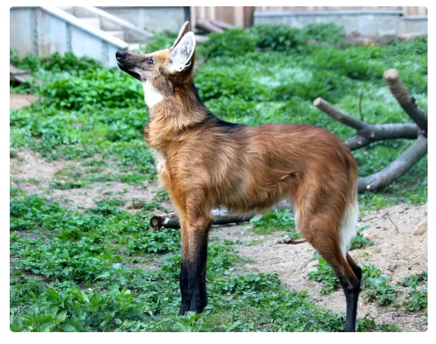 Maned wolves: love and fear. - Animals, Maned Wolf, Moscow Zoo, Informative, Yandex Zen, Longpost