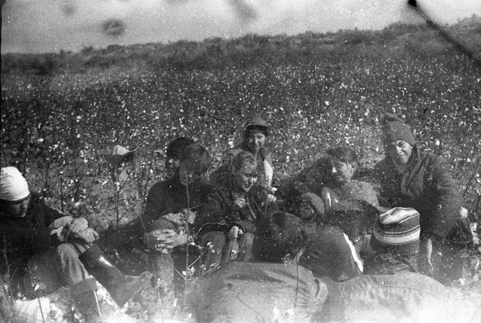 Feast in a cotton field. - My, Cotton picking, Real life story, Students, Institute, Youth, Longpost