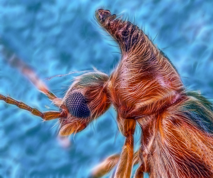 А теперь-Горбатый..