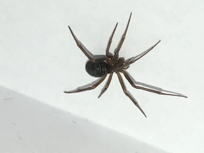 Spider identification - My, Spider, Arachnids, Bourne identification, Fun, Good morning, Entomology, Longpost