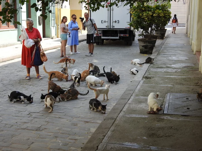 Catomafia of Havana - My, Cuba, cat, Havana