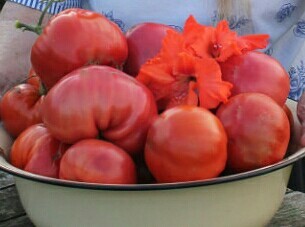 Harvest - My, Mobile photography, Harvest, Tomatoes