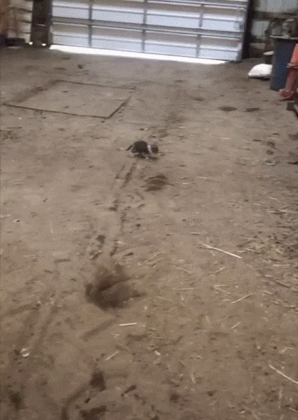 Друзей не купишь в магазине Кот, Котята, Котомафия, Собака, Найденыш, Друзья, Забота, Гифка