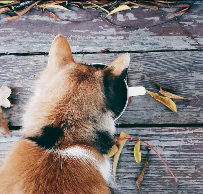 What do you have here? - cat, Catomafia, Autumn, Tricolor cat