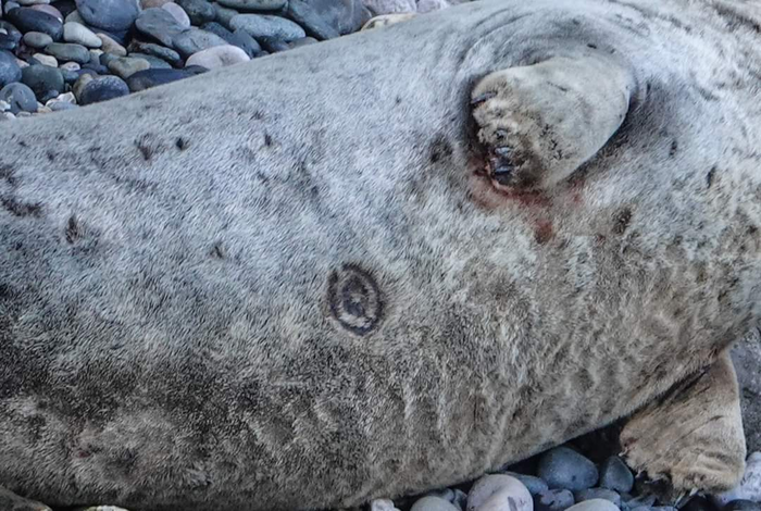 Что это за штука - 73 Перевел сам, Reddit, Whatisthisthing, Длиннопост