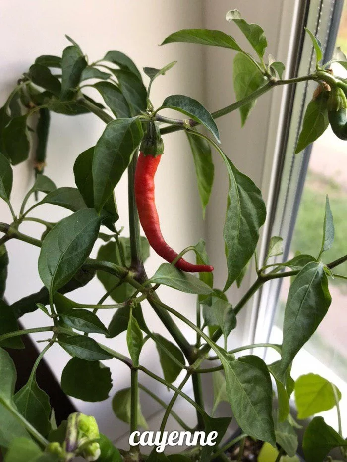 Hot peppers on the windowsill. First result - My, Pepper, Tabasco, Sharp, Chile, Longpost