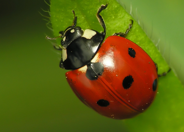 Two-thirds of insects have disappeared from German meadows in 10 years. - Ecology, Apocalypse, Insects