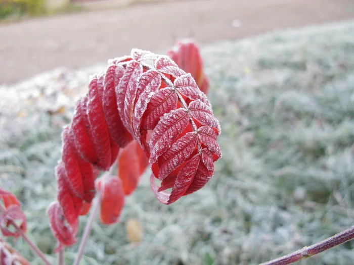First frosts, photos - My, Frost, Flowers, Autumn, Frost, Longpost