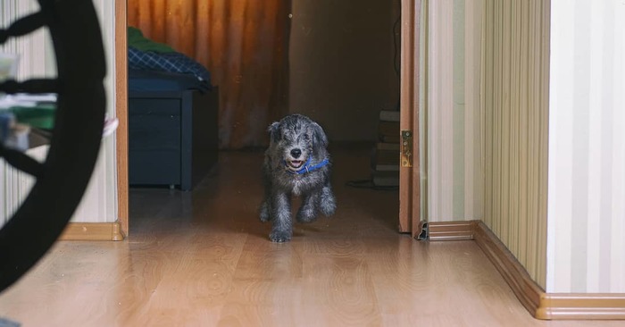 Little Kus - My, The photo, Bedlington, Dog