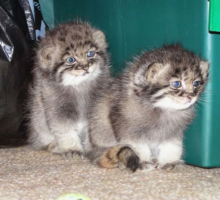 Manulyatki - Pallas' cat, Wild animals, Kittens, Young, Small cats, Cat family, Predatory animals, Zoo, The photo