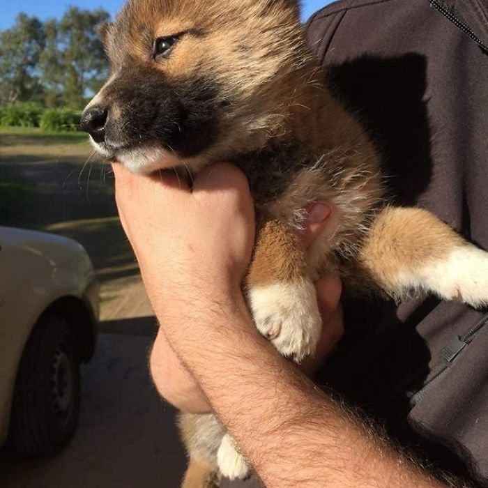 A puppy fell from the sky into a family's backyard in Australia. - Puppies, Dingo, Australia, Longpost, Dog