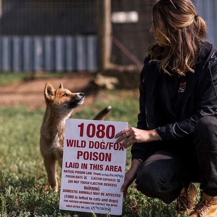 A puppy fell from the sky into a family's backyard in Australia. - Puppies, Dingo, Australia, Longpost, Dog