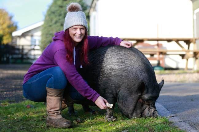 Firefighters had to work hard to get the 190kg domestic pig out of the apartment. - Increased, A book about delicious and healthy food, Longpost, Pig, Pets, Vietnamese pigs