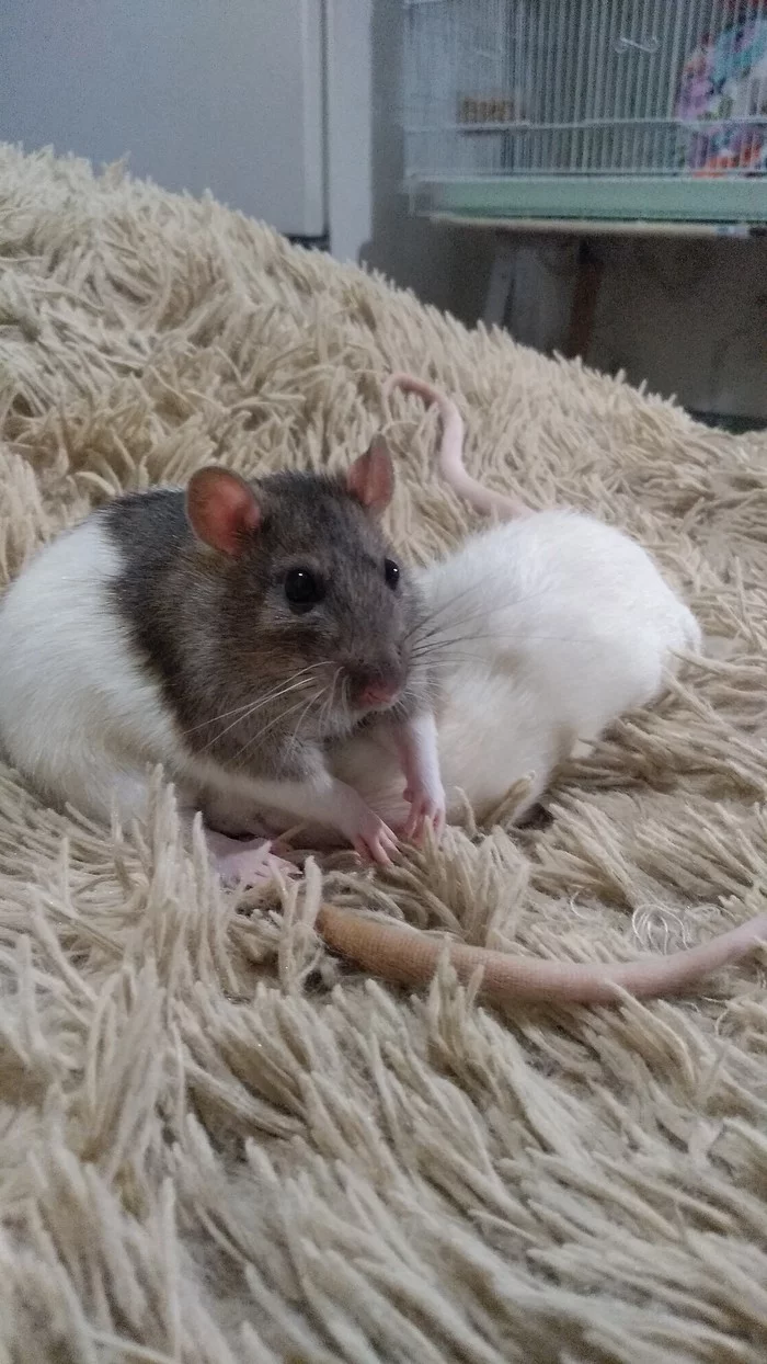 Dominate. Conquer. Humiliate. - My, Rat, Decorative rats, Pets, Milota, Longpost