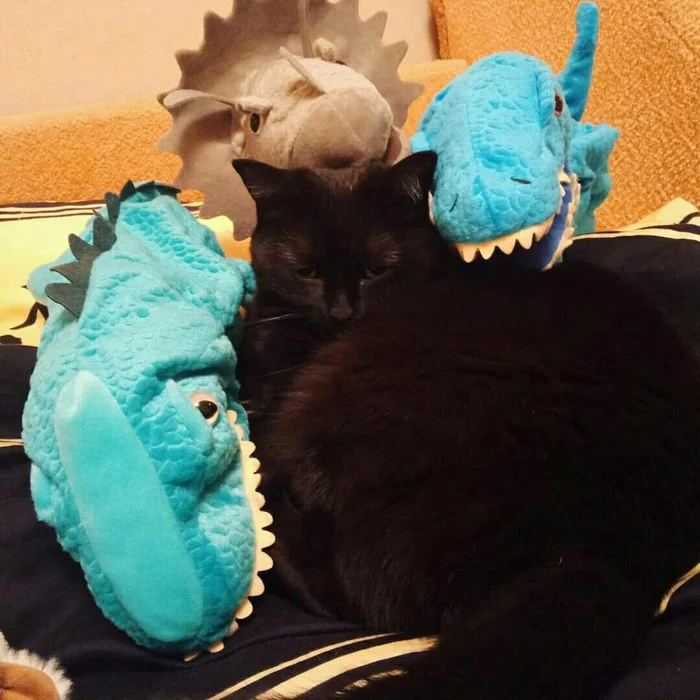 When you want to sleep and the apocalypse doesn't bother you - My, The photo, cat, Dinosaurs, Toys