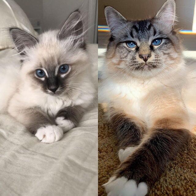 A year apart - cat, Catomafia, Milota, It Was-It Was