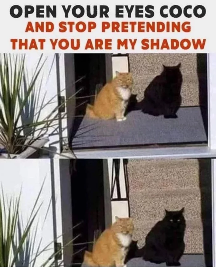 Open your eyes, Coco - Picture with text, Translation, cat, Shadow